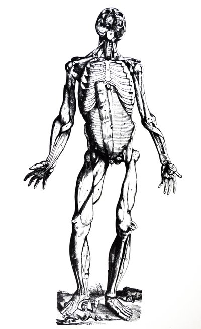 The Plates from the Seventh Book of the De Humani Corporis Fabrica by Andreas Vesalius