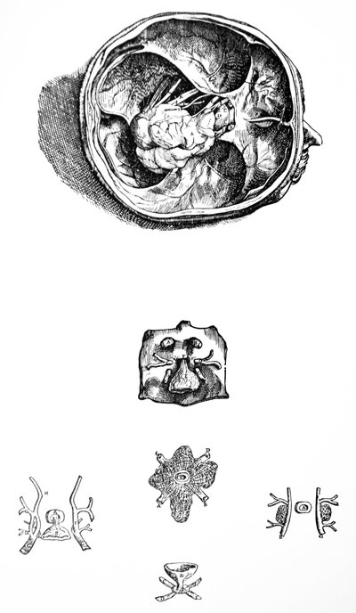 The Plates from the Seventh Book of the De Humani Corporis Fabrica by Andreas Vesalius