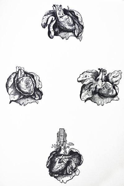 The Plates from the Sixth Book of the De Humani Corporis Fabrica by Andreas Vesalius