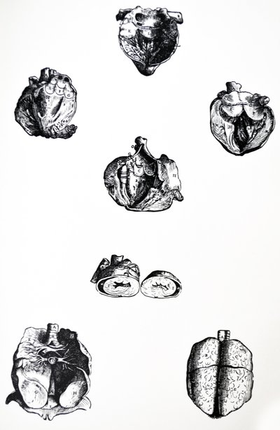 The Plates from the Sixth Book of the De Humani Corporis Fabrica by Andreas Vesalius