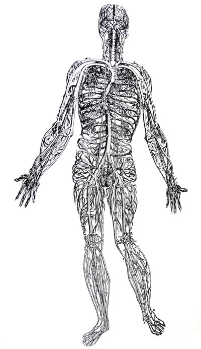 The Plates from the Third Book of the De Humani Corporis Fabrica by Andreas Vesalius