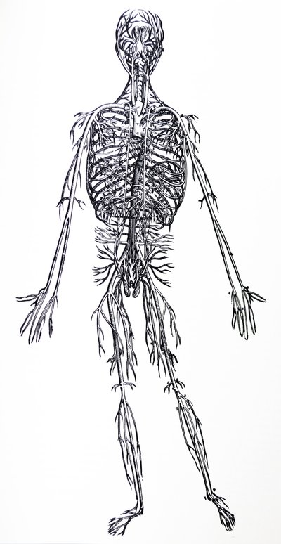 The Plates from the Third Book of the De Humani Corporis Fabrica by Andreas Vesalius