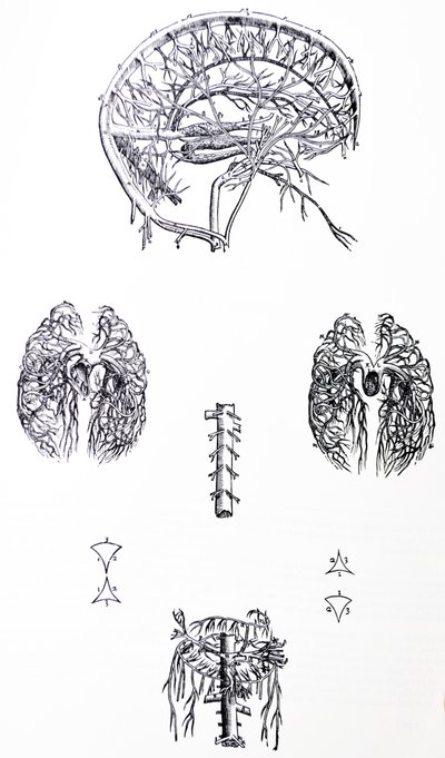 The Plates from the Third Book of the De Humani Corporis Fabrica by Andreas Vesalius