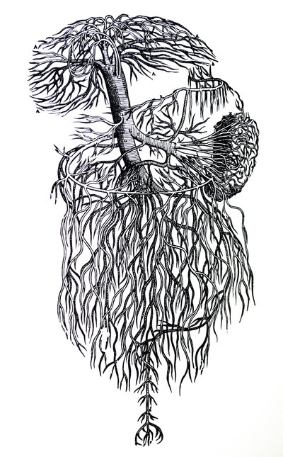 The Plates from the Third Book of the De Humani Corporis Fabrica by Andreas Vesalius