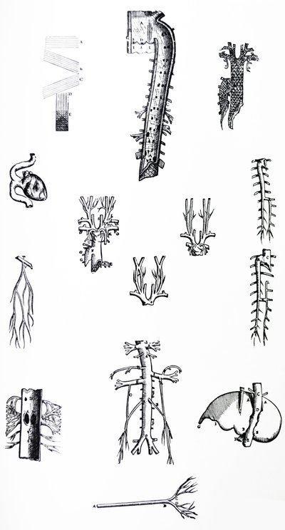 The Plates from the Third Book of the De Humani Corporis Fabrica by Andreas Vesalius