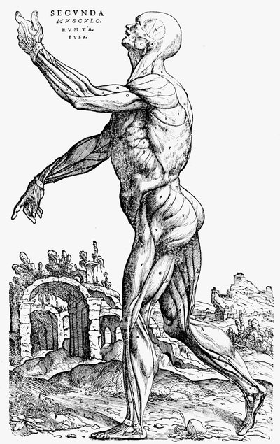 The second plate of the muscles, from Book II of De humani corporis fabrica, 1543 by Andreas Vesalius