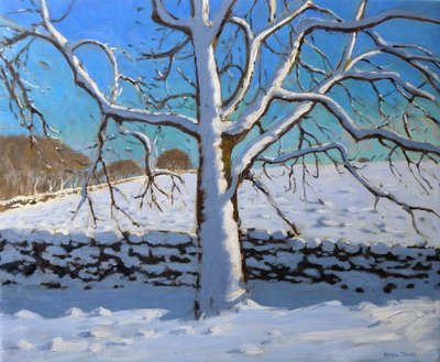 Snow Covered Tree, 2011 by Andrew Macara