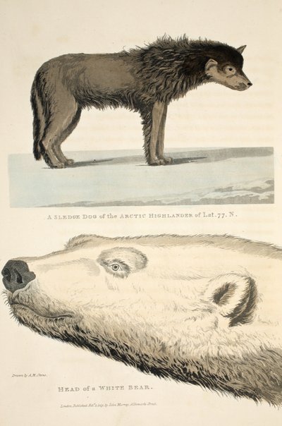 A Sledge Dog of the Arctic Highlander and the Head of a White Bear, illustration from 