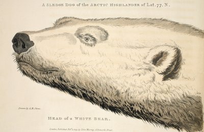 Head of a White Bear, illustration from 