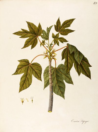 Papaya (Carica papaya), Caricaceae, warm greenhouse tree with persistent leaves, cultivated for its fruit, native to tropical America by Angela Rossi Bottione