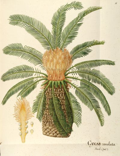 Sago palm (Cycas revoluta Thunb), Cycadaceae by Angela Rossi Bottione