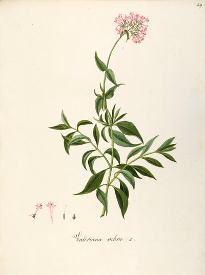 Red Valerian (Centranthus ruber), Herbaceous perennial plant for flower beds or rocky gardens, spontaneous in Italy by Angela Rossi Bottione