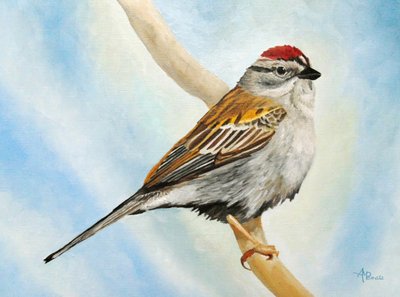 Chipping Sparrow Perched by Angeles M. Pomata