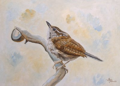 Little Wren Looking Skyward by Angeles M. Pomata