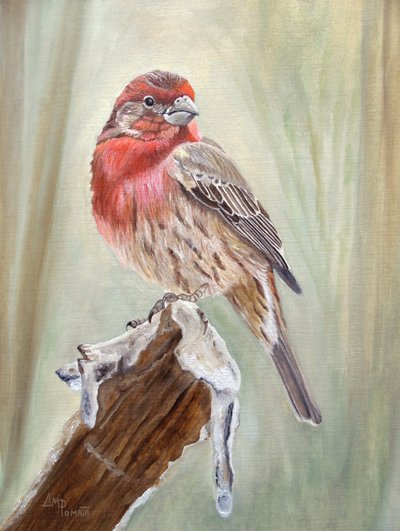 Red Finch on Snowy Branch by Angeles M. Pomata