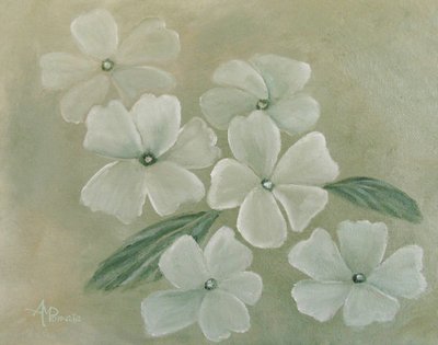 White Primula by Angeles M. Pomata