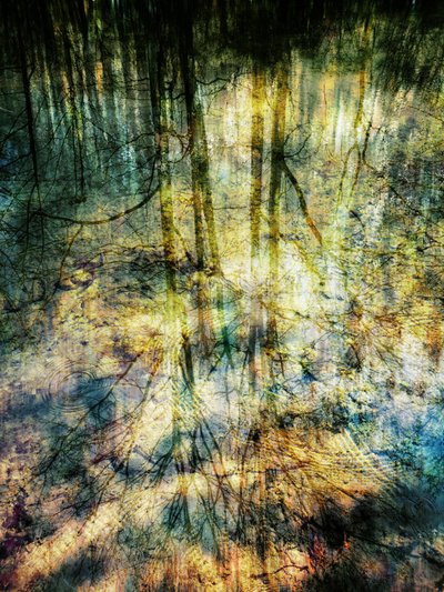 Abstract Forest Reflections by Angelo Cerantola