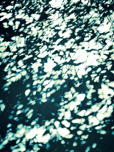 Dappled Leaf Shadows by Angelo Cerantola