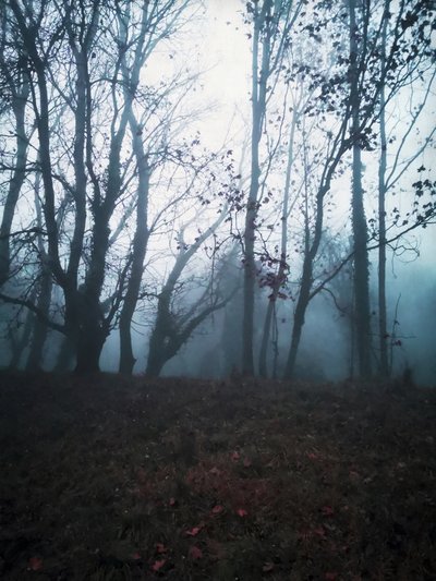 Dark Misty Woods by Angelo Cerantola