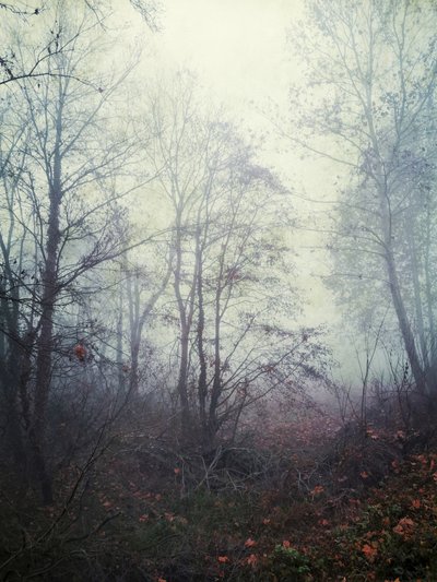 Ethereal Forest Mist by Angelo Cerantola