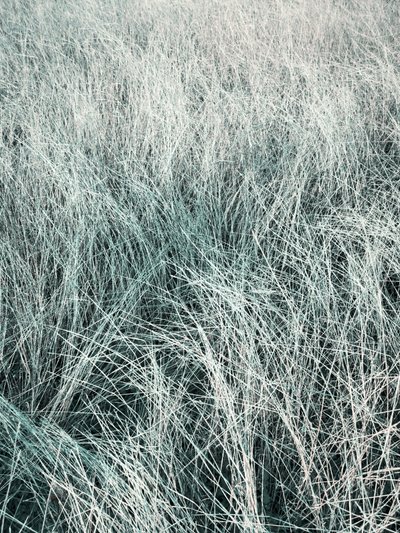 Flowing Silver Grass by Angelo Cerantola