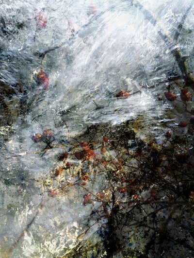 Frozen Red Berries by Angelo Cerantola
