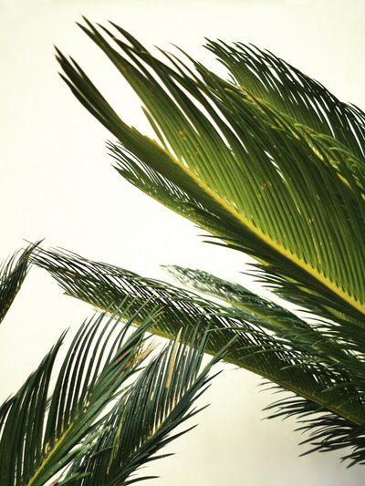 Lush Tropical Leaves by Angelo Cerantola