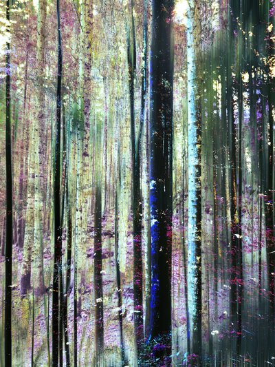 Mystical Forest Hues by Angelo Cerantola