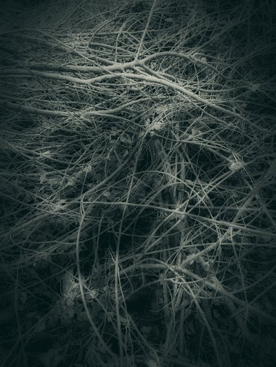 Tangled Branches Abstract by Angelo Cerantola