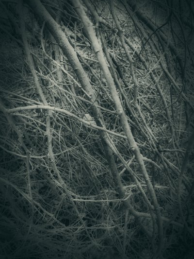 Tangled Winter Branches by Angelo Cerantola