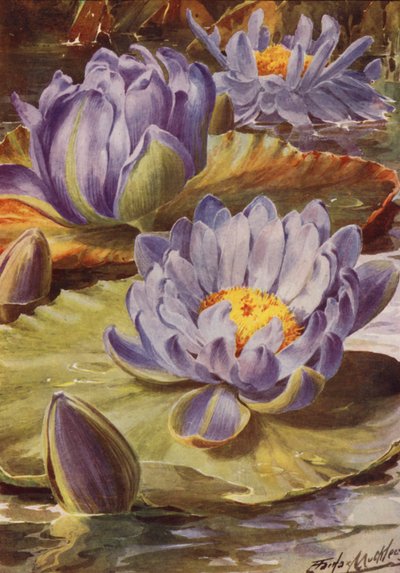 Nymphea Gigantea Hudsonii, A magnificent Blue Water Lily by Angelo Fairfax Muckley