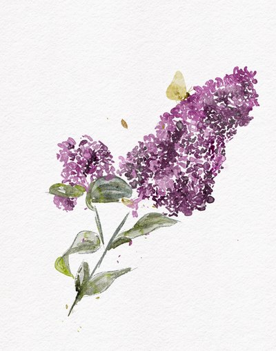 Purple Lilac Butterfly by Ankie Kooi