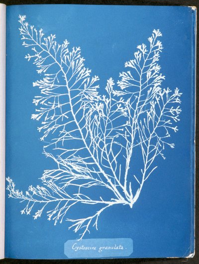 Cystoseira granulata, from "Photographs of British Algae: Cyanotype Impressions" by Anna Atkins
