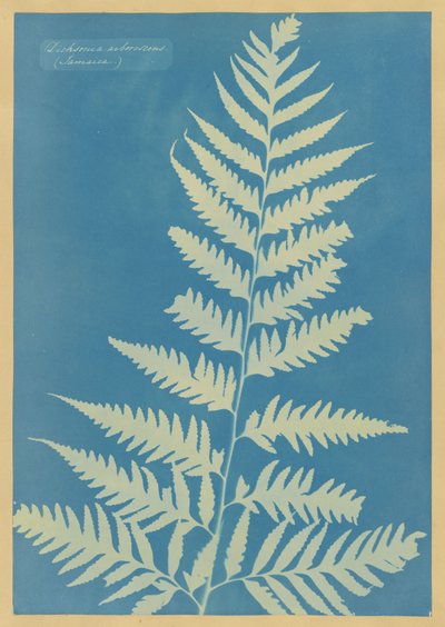 Dicksonia arborescens, Jamaica by Anna Atkins