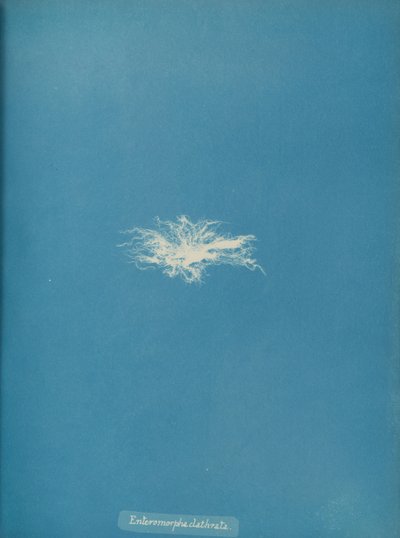 Enteromorpha clathrata, ca. 1853 by Anna Atkins
