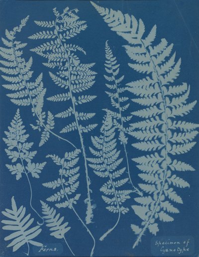 Ferns. Specimen of Cyanotype by Anna Atkins