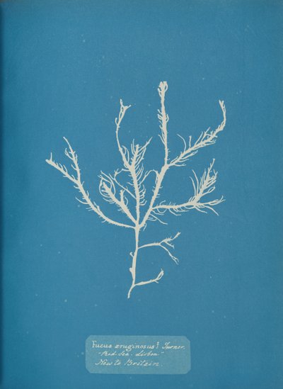 Fucus aeruginosus Turner. Med. Sea Sisbon New to Britain, ca. 1853 by Anna Atkins
