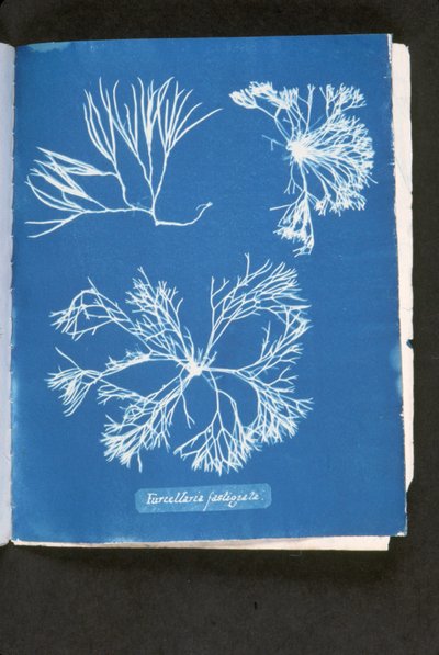 Furcelleria Fastigiata, from 