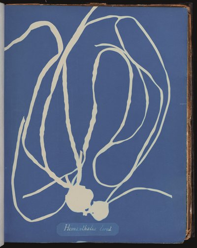 Himanthalia Lorea from Photographs of British Algae by Anna Atkins