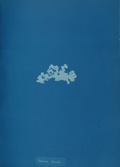 Padina deusta, ca. 1853 by Anna Atkins