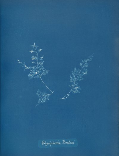 Polysiphonia Brodiaei by Anna Atkins