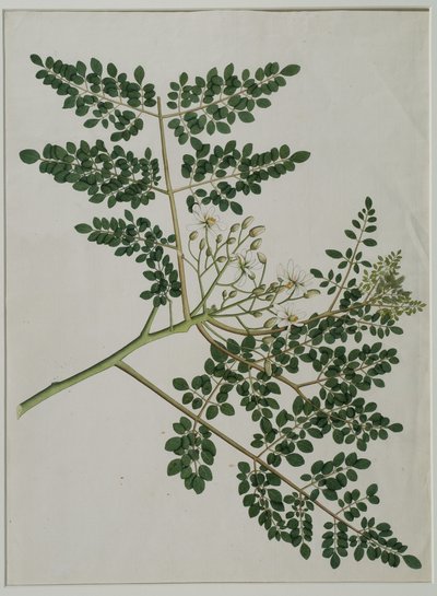 Moringa oleifera, also called horse-radish tree, or drumstick tree by Anna Maria Jones