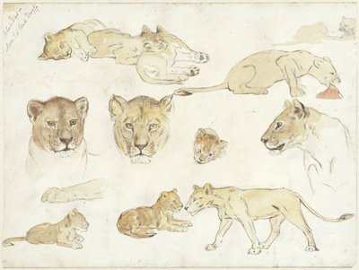 Studies of Lions by Anna Maria Kruijff