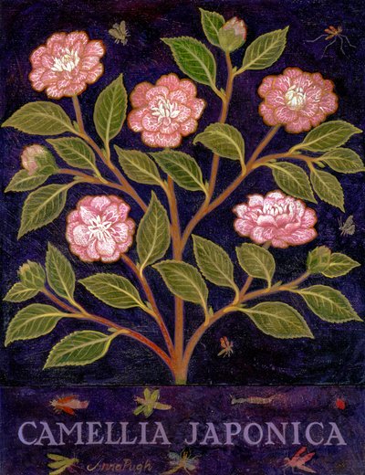 Camellia by Anna Pugh