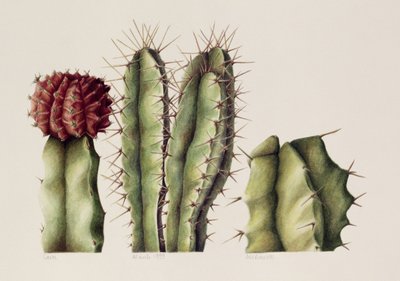 Cacti, 1999 by Annabel Barrett