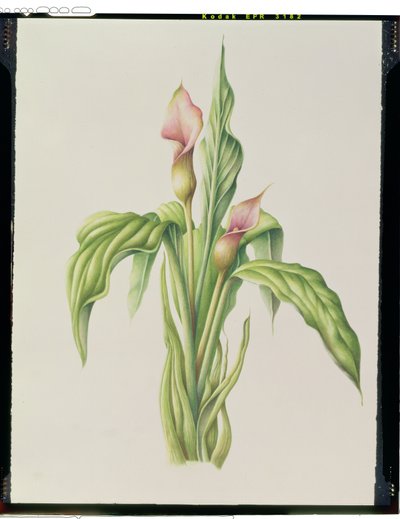 Carla Lily, 2000 by Annabel Barrett