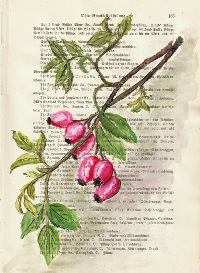 Branch with Rosehip Berries Watercolor Nature Study by Annick