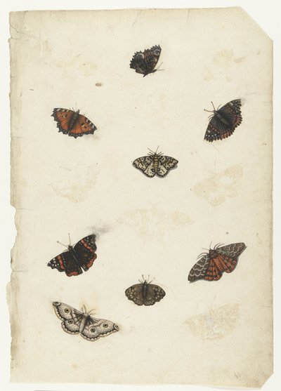 Eight Butterflies by Anonymous