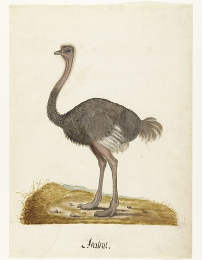 Album Sheet with an Ostrich (Lombard album) by Anonymous