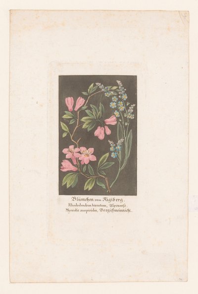 Alpine Rose and Forget-Me-Not from the Rigi (Flowers from the Rigi Mountain) by Anonymous
